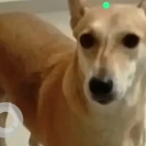 A White-Brown Mix Indie Dog Missing from Fine arts, Chembur east