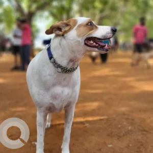 A White-Brown Mix Indie Dog Missing from Greater Hyderabad Municipal Corporation Central Zone, Hyderabad-2