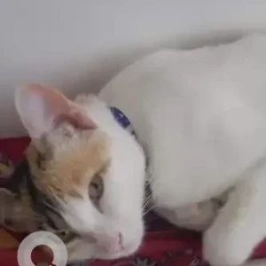 A White Indie Cat Missing from Koramangala