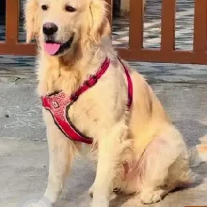 A Brown Retriever Dog Missing from Lava Kusha park, Kuvempunagar-2