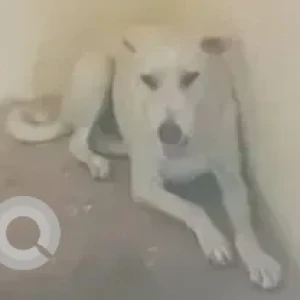 A White Indie Dog Missing from Subhash lane, Narayanpura-2