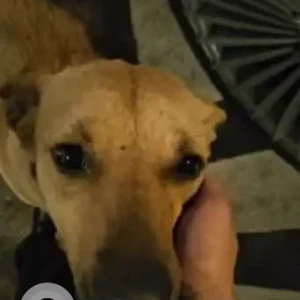 A Brown Indie Dog Missing from F-19 block, sector-8, Rohini