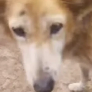A White-Brown Mix Indie Dog Found from Dhanori, Pune