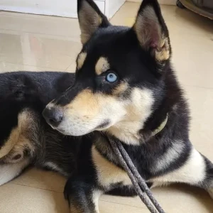 A Black and Brown Husky Dog Found from Yeswanthpur, Bengaluru