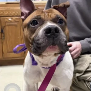 A White-Brown Mix Pit Bull Dog Found from in park