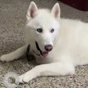 A White Husky Dog Missing from YPS Chowk-2