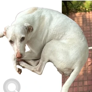 A White Indie Dog Missing from Besant Nagar, Chennai