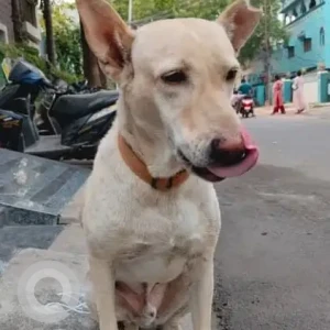 A White Indie Dog Missing from Greater Hyderabad Municipal Corporation East Zone, Hyderabad