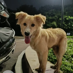 A Brown Indie Dog Found from Pune