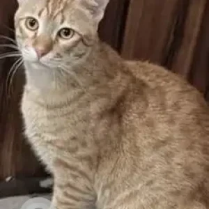 A Orange Ginger cat Cat Missing from Pandav Nagar