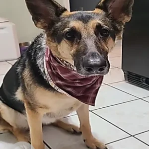 A Black and Brown German Shepherd Dog Missing from Kingman Street and Myricks Street