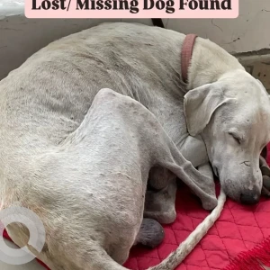 A White Indian Hound Dog Found from Sector 19, New Delhi