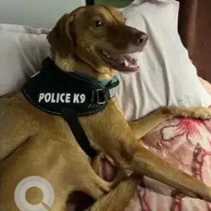 A Brown Indie Dog Missing from Manikonda, Hyderabad, KIMS Hospital-2