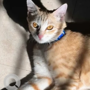 A White-Brown Mix Indie Cat Missing from Koramangala 8th block