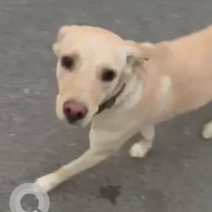 A White Indie Dog Missing from Action Balaji hospital-2