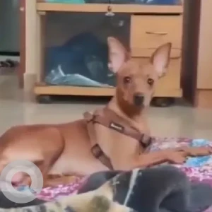A Brown Miniature Pincher Dog Missing from Bengaluru