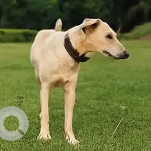 A White Indie Dog Missing from Bharatiya City, Bengaluru-4