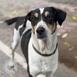 A Black and White Indie Dog Missing from Soami nagar