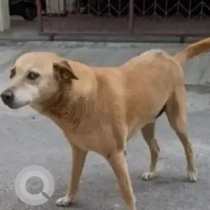 A White-Brown Mix Indie Dog Missing from Akshayanagar, Bengaluru-2