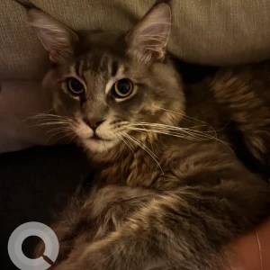 A Grey Maine Coon Cat Missing from Meydan, MAG Eye Townhouses-2