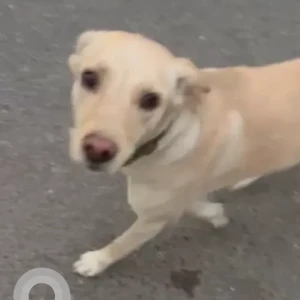 A White Indie Dog Missing from Action Balaji hospital