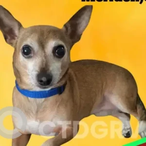 A Light Brown Chihuahua Dog Missing from Allen Ave/Johnson Ave, Meriden