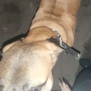 A White-Brown Mix Indie Dog Found from Tughalkabad Extension-3