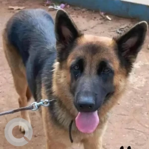A Black and Brown German Shepherd Dog Missing from Panaji