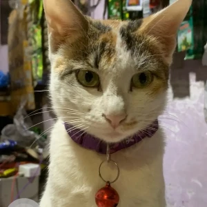 A Grey-White Mix Indie Cat Missing from Tughlakabad, New Delhi-2