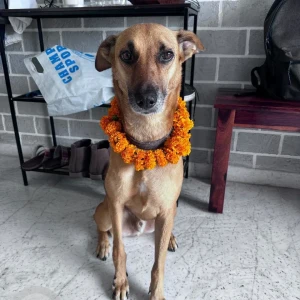 A Black and Brown Indie Dog Missing from Law College Road, Pune