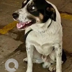 A White-Brown Mix Indie Dog Found from Pune-2