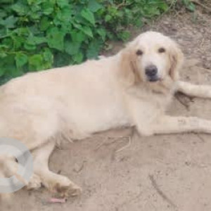 A White Golden Retriever Dog Found from Bengaluru-2