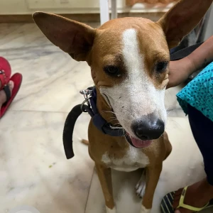 A White-Brown Mix Indie Dog Missing from ICICI Bank Officers Colony