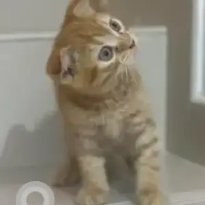 A White-Brown Mix Scottish Fold Cat Missing from West 1, Gate 2, Tilal Al Furjan