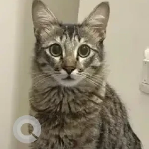 A Grey Indie Cat Missing from Pragathi Nagar, Maruthi Layout, Hongasandra