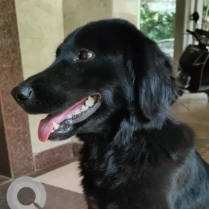 A Black Labrador Dog Found from Chikhali, Pimpri Chinchwad