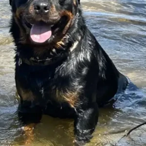 A Black Rottweiler Dog Missing from Bedford St/Lakeside Ave