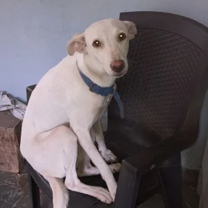 A White Indie Dog Missing from Gundavli, Andheri East