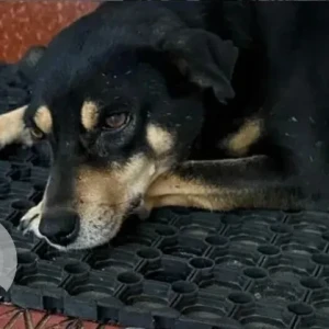 A Black and Brown Indie Dog Missing from Bengaluru-2