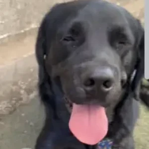 A Black Labrador Dog Found from Wakad Whitefield