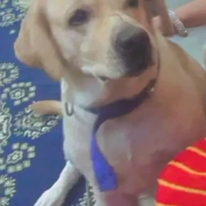 A White-Brown Mix Labrador Dog Missing from Paschim Puri