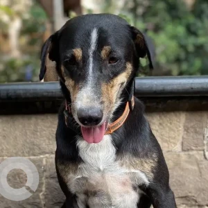 A Black and White Indie Dog Missing from Bhopal, Bhopal