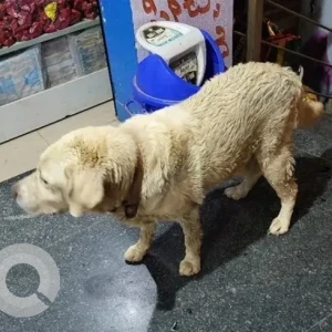 A Brown Labrador Dog Found from Bengaluru