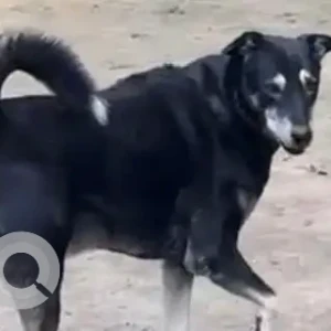 A Black and White Indie Dog Missing from G block, Sarita Vihar
