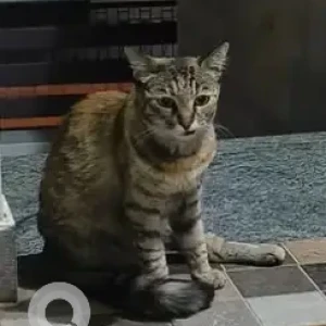 A Black and Brown Indie Cat Found from Jayanagar, Bengaluru-2