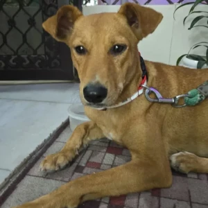 A White-Brown Mix Indie Dog Missing from Subash Nagar
