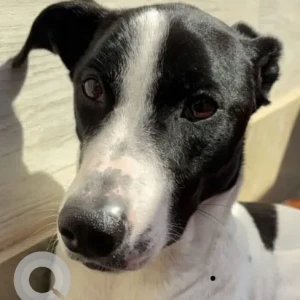 A Black and White Indie Dog Missing from Dabri, New Delhi
