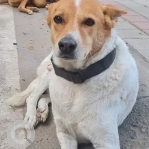 A White-Brown Mix Indie Dog Missing from RMV enclave entrance