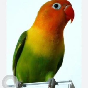A Green African Lovebird Bird Missing from Luxor Avenue Masjid, Banda Kondapur