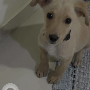 A Golden Golden Retriever Indie mix Dog Missing from Jyotiba Nagar, Pimpri Chinchwad-2